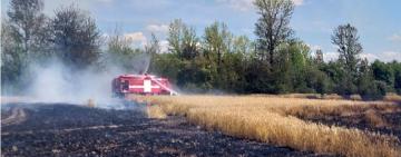 На Одещині згоріло поле з пшеницею